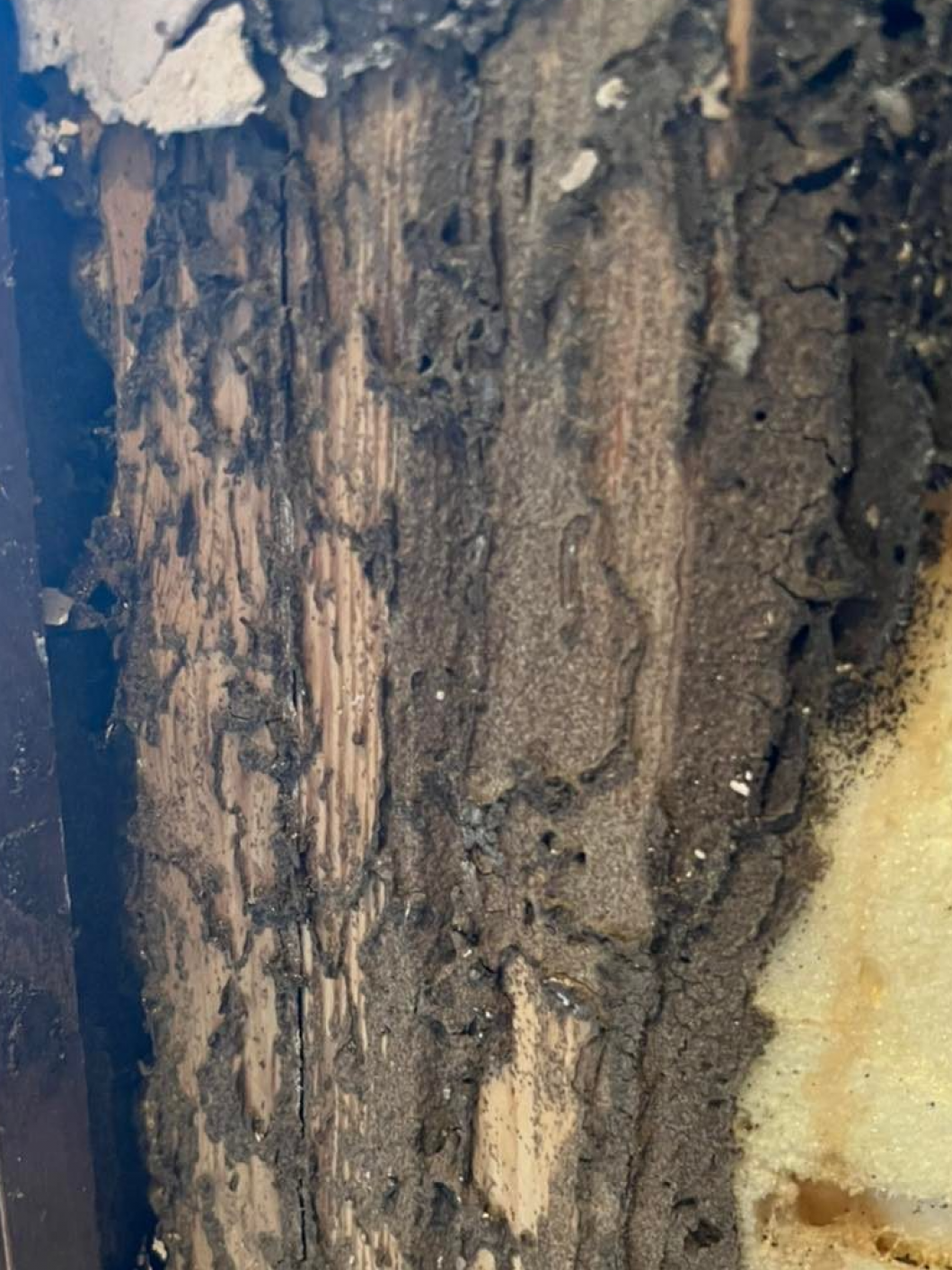 Termite & Wood Destroying Insect Control Ennis, Waxahachie
